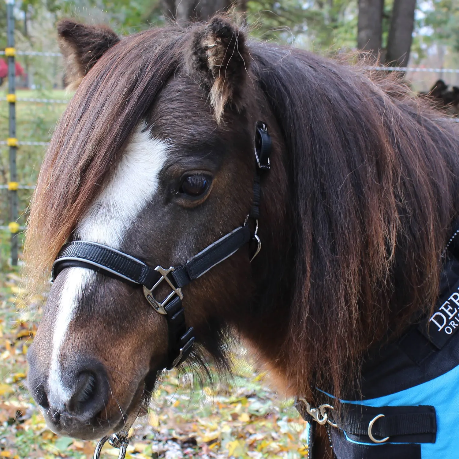 Derby Originals Desert Rose Collection Blackout Reflective Safety Flex-Webb Horse Halters with Matching Lead Ropes