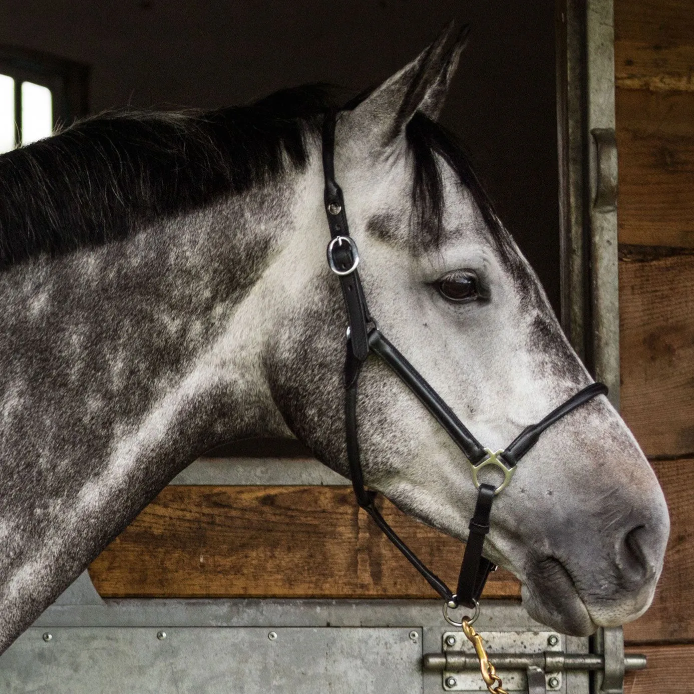 Equiport Rolled Leather Headcollar - Black