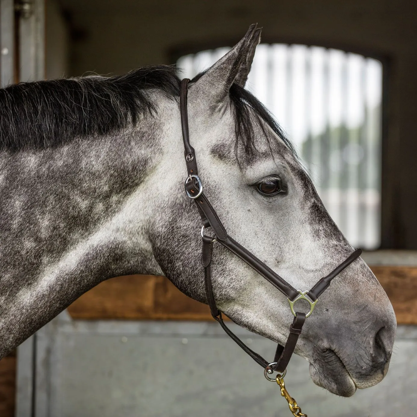 Equiport Rolled Leather Headcollar - Black