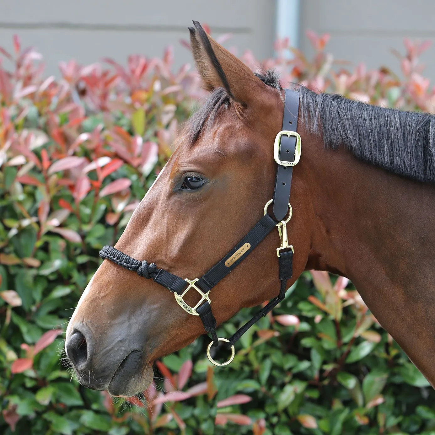 Kentucky Horsewear Controller Headcollar