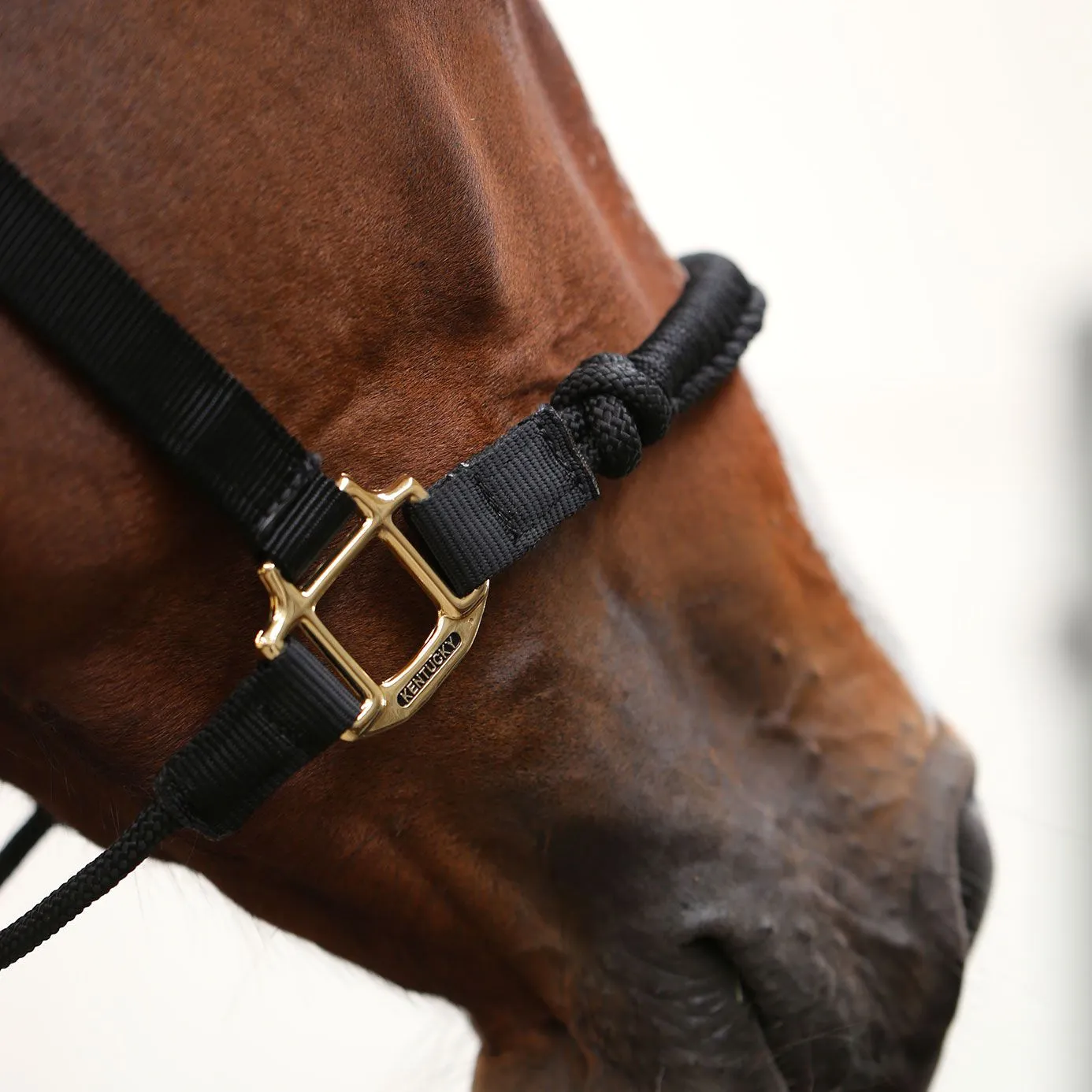 Kentucky Horsewear Controller Headcollar