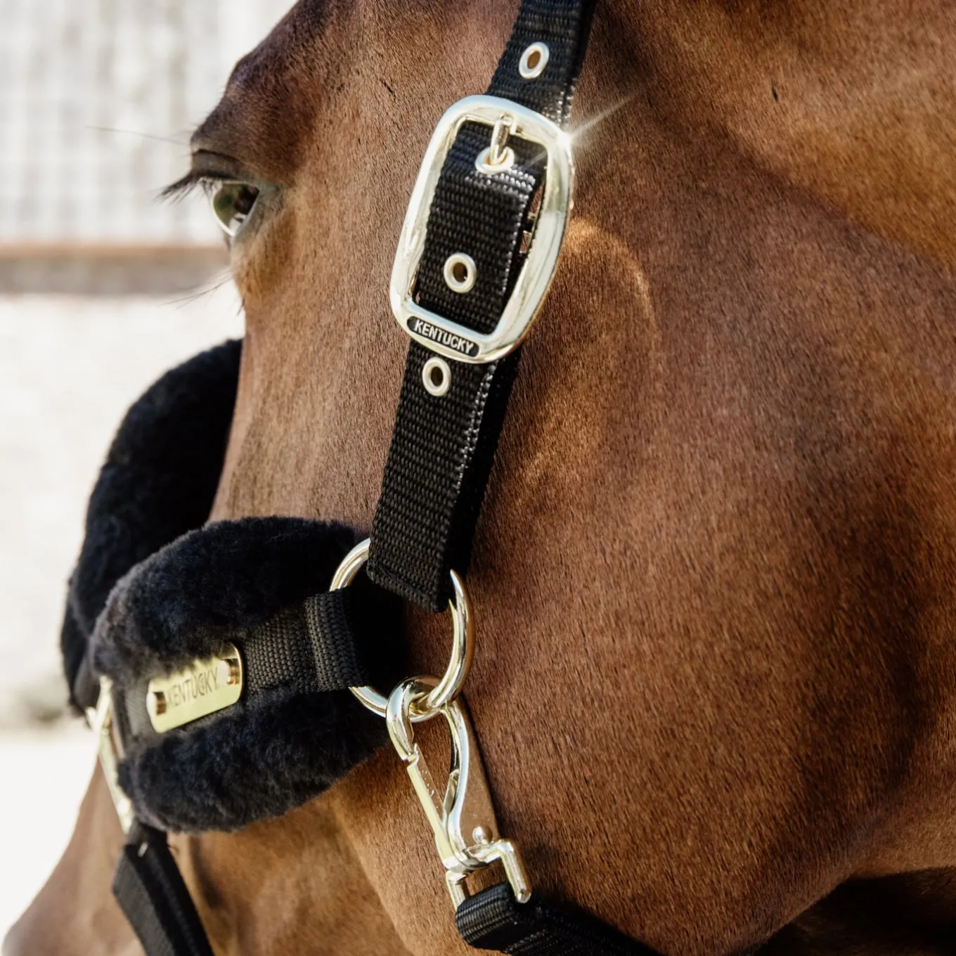 Kentucky Horsewear Nylon Sheepskin Headcollar Soft - Black